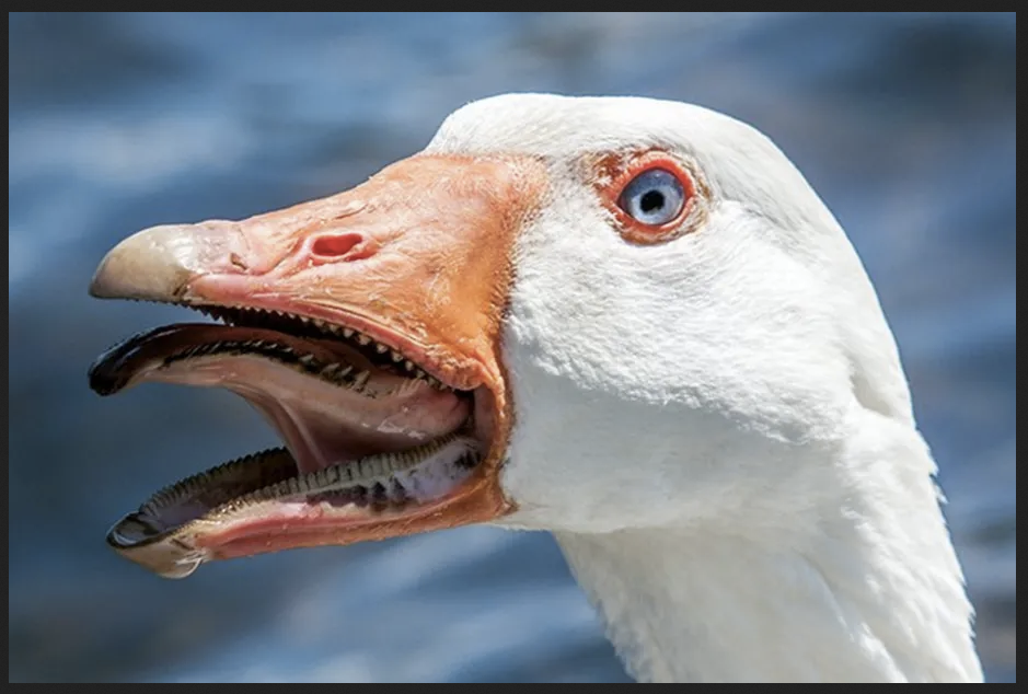 Goose webp
